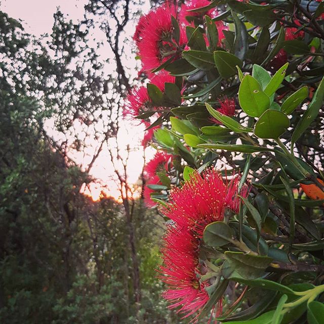 Photo doesn't do it justice, but pohutukawa by sunset look pretty amazing. Seriously addicted to photographing NZ Christmas trees this year! #grateful
