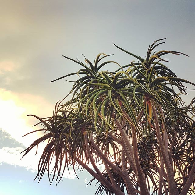 #grateful for early morning peace and quiet...and for trees that look like they were designed by Dr Seuss. 😂 Good to start the day with a smile.