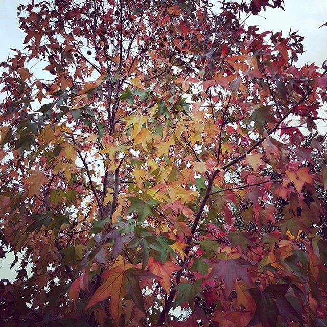 Reminder to self: with the change in seasons - both in weather and work - it's good to stop and be #grateful.