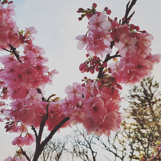 #grateful for a bit of colour in winter