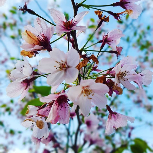 Yup. Spring. #grateful