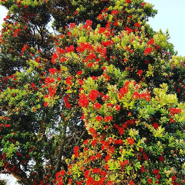 See, now it's summer! And on the the way to Christmas. #grateful