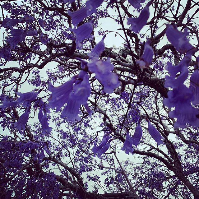 Last day of Advent purple today - #grateful for Christmas!