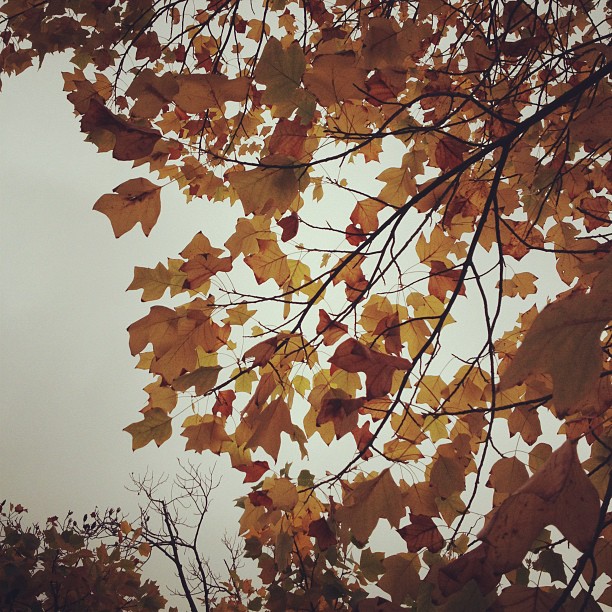 Yeah, it's definitely Autumn