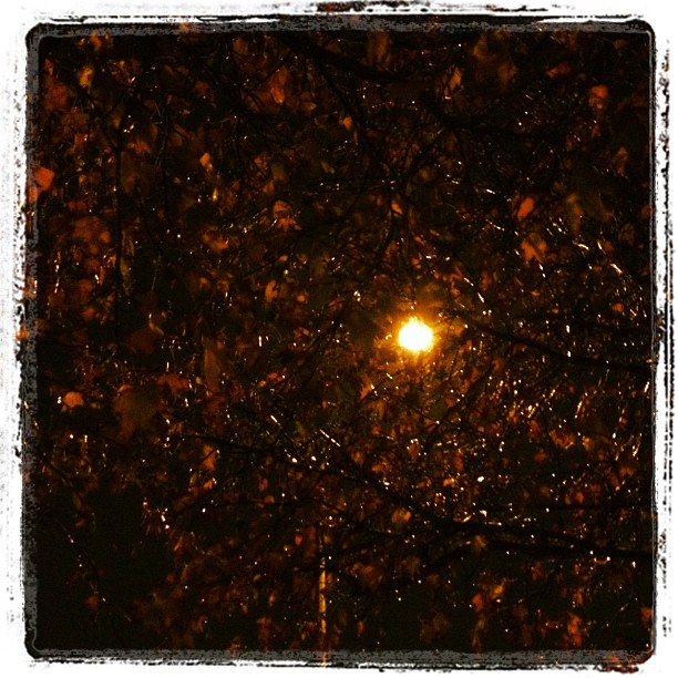 Streetlight through wet leaves
