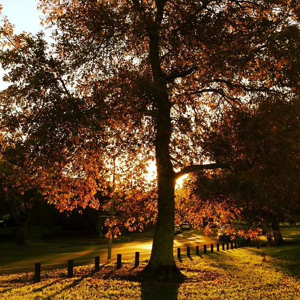 Autumn in Auckland