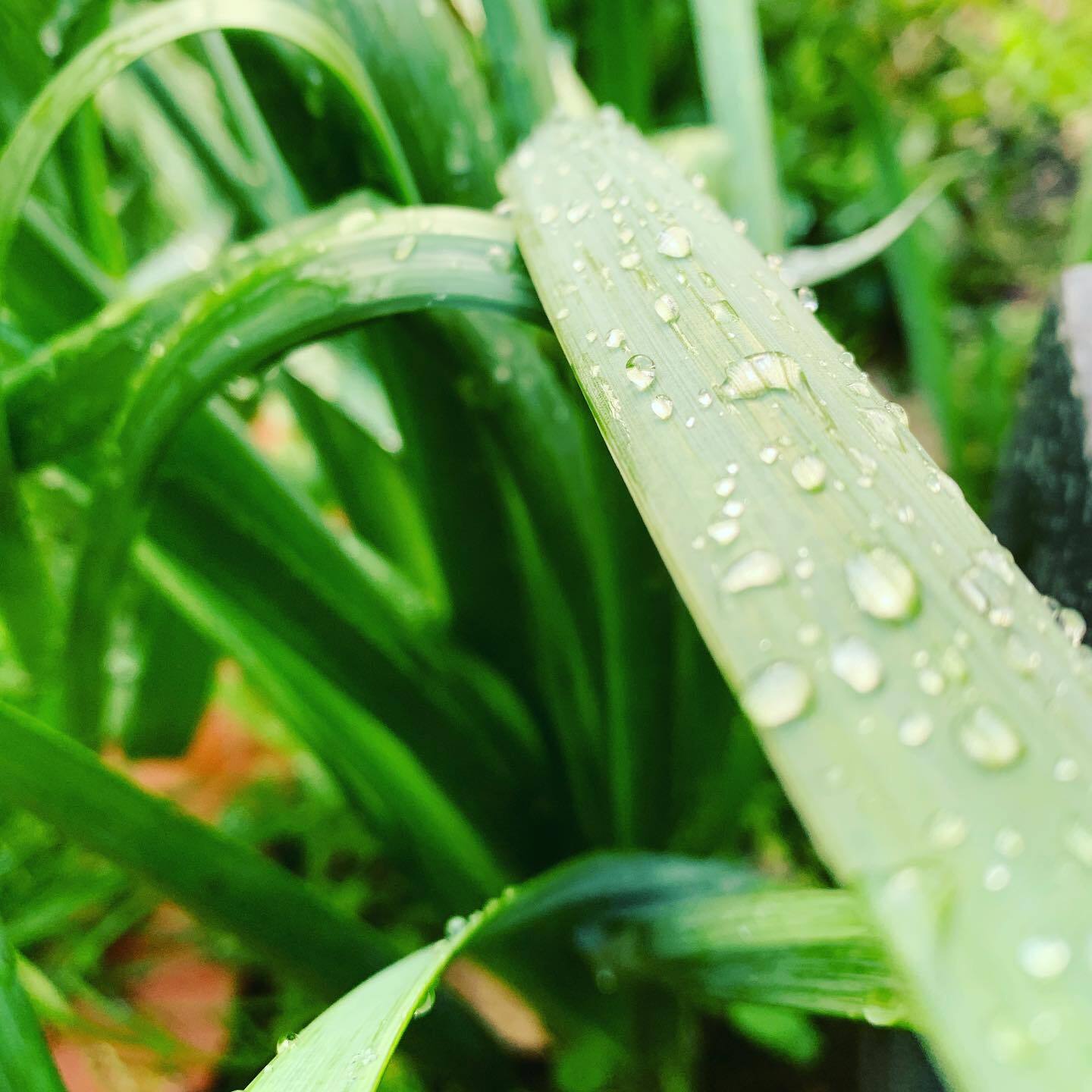 Not quite raindrops on roses but still #grateful for a bit of wet weather at the moment.